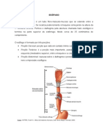 O Esôfago: Estrutura, Função e Doenças