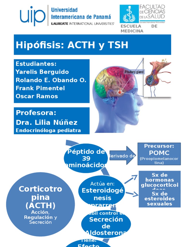 Hipófisis ACTH y TSH Hormona adrenocorticotrópica Hormona estimulante de la tiroides