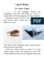 Lalat Buah Bagai Jet Tempur PDF