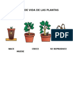 CICLO DE VIDA DE LAS PLANTAS.docx