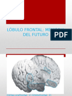 Cuerpo Medico Lóbulo Frontal Memoria Del Futuro