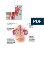 La Nariz Es El Órgano Del Olfato