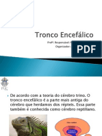 05_tronco_encefalico