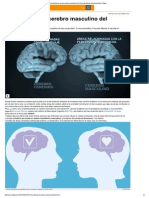 Es Diferente El Cerebro Masculino Del Femenino 1