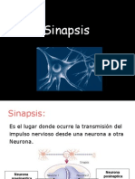 Sinapsis. Quimica y Electrica ppt4