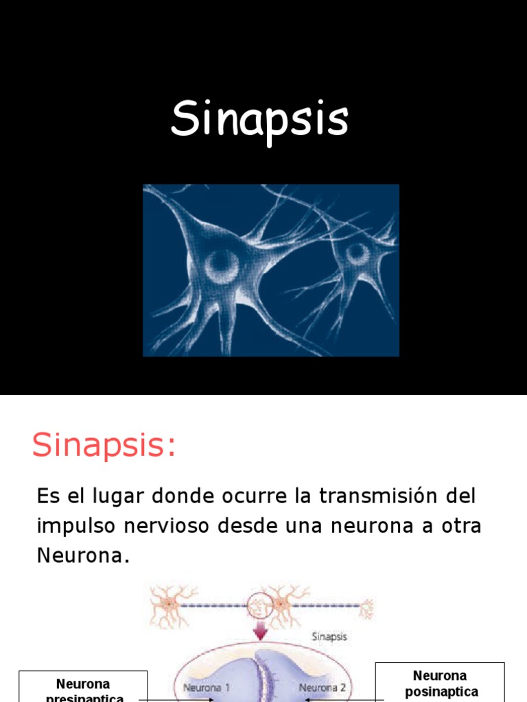 Tipos y funciones de la sinapsis | PDF