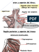 MUSCULOS Escapulares 2º Parte y Hombro