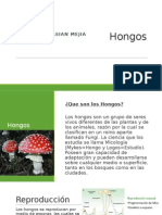 Hongos 