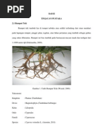 Download rumput teki by laila SN285859479 doc pdf