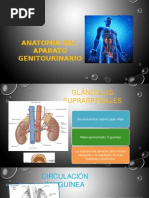 Anatomia Genitourinaria