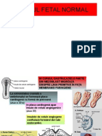 Cordul Fetal Normalversiune Finala