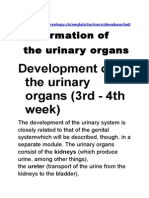 Development of The Urinary Organs (3rd - 4th Week)