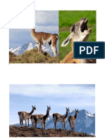 Guanacos