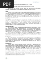 Organización Interna de La Raíz