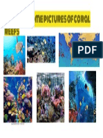 coral reef pictures