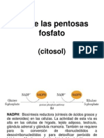 Bioquimica, Via de Las Pentosas