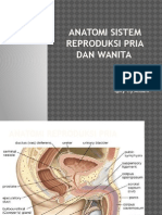 Sistem Reproduksi Pria Dan Wanita