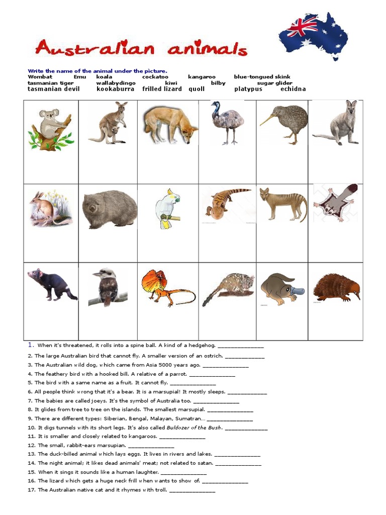 Australian Animals Worksheets Free