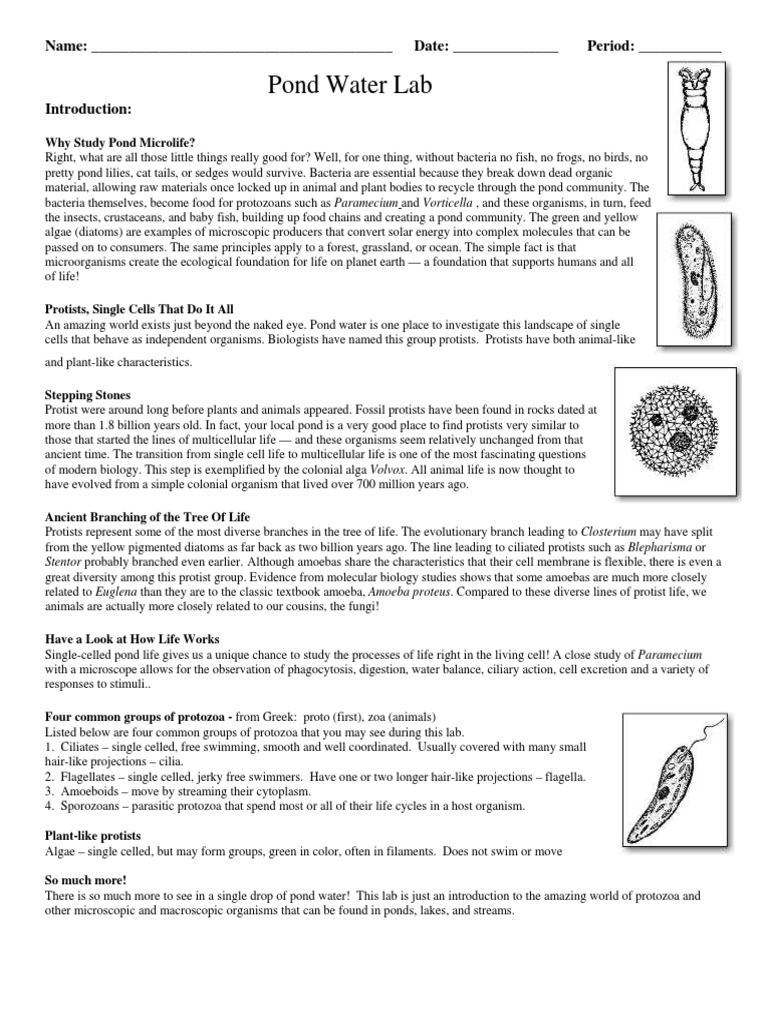 Pond Microorganisms Lab Carolina® Pond Mystery Mix | Carolina