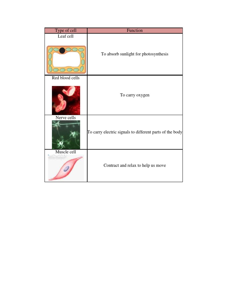 Type of Cell PDF | PDF | Science & Mathematics