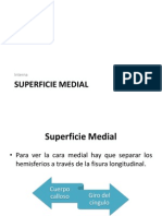 Superficie Medial (1)