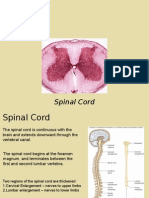 Spinal Cord