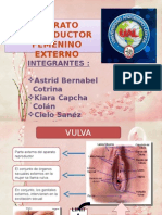 Genitales - PPTX Exposicion de Paternidad