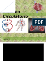 1 Anatomía Del Sistema Circulatorio