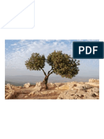 Israel Tree