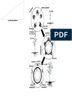 Anatomía de la Madera. Crecimiento y Tronco