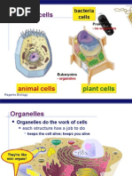 Biology Notes For 7th Grade | PDF | Mitosis | Endoplasmic Reticulum