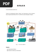 Ciclos Biogeoquímicos