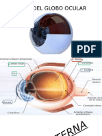 Globo Ocular Oftalmo