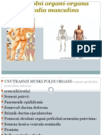 Muski Polni Organi-Organa
