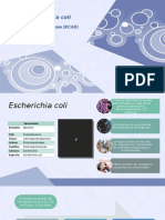 Escherichia Coli de Adhesión Difusa