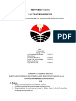 Laporan Praktikum Protozoa