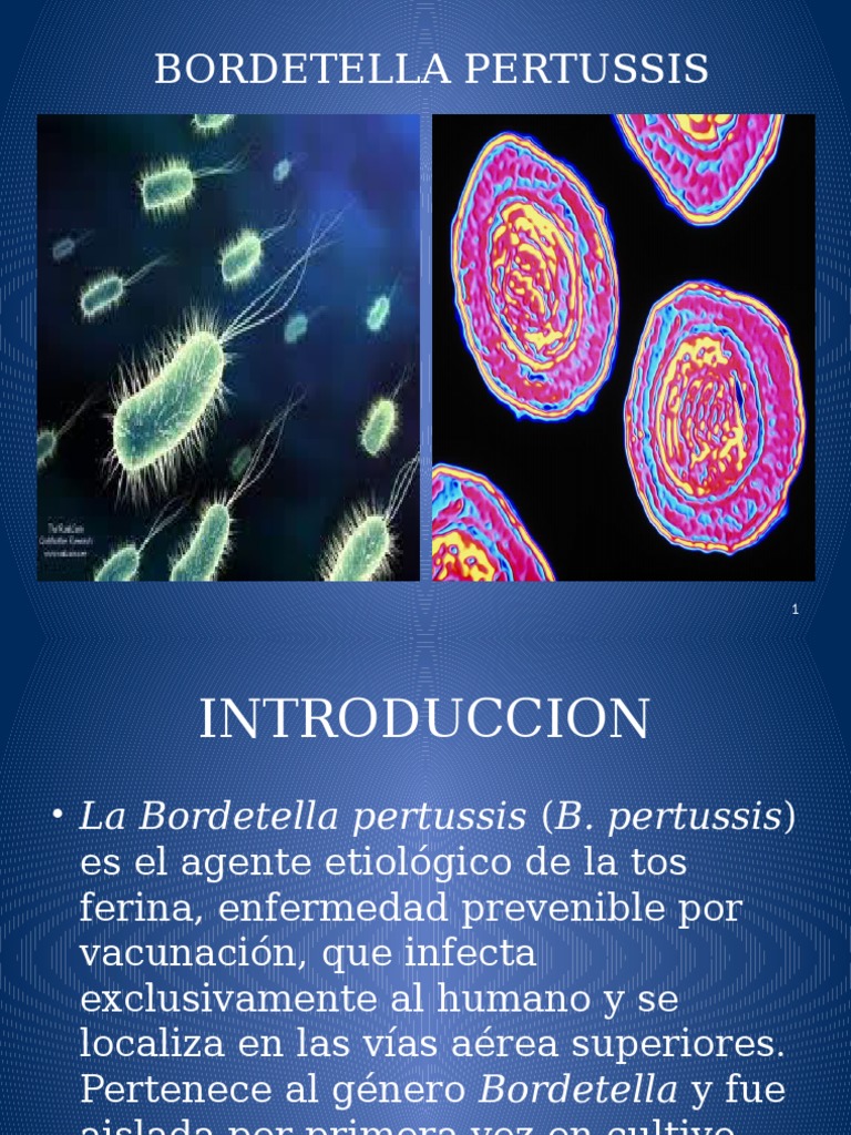 Bordetella Pertussis Power Inmunología Medicina