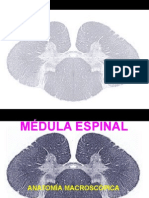 3.Médula