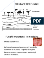 Materiale Didattico Prof. Budroni Funghi