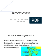 Photosynthesis: Why Should We Study This Process?