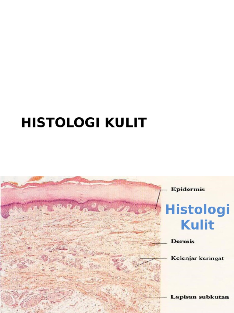 Histologi kulit Histologi kulit