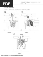 Estudo Do Meio 4º Ano
