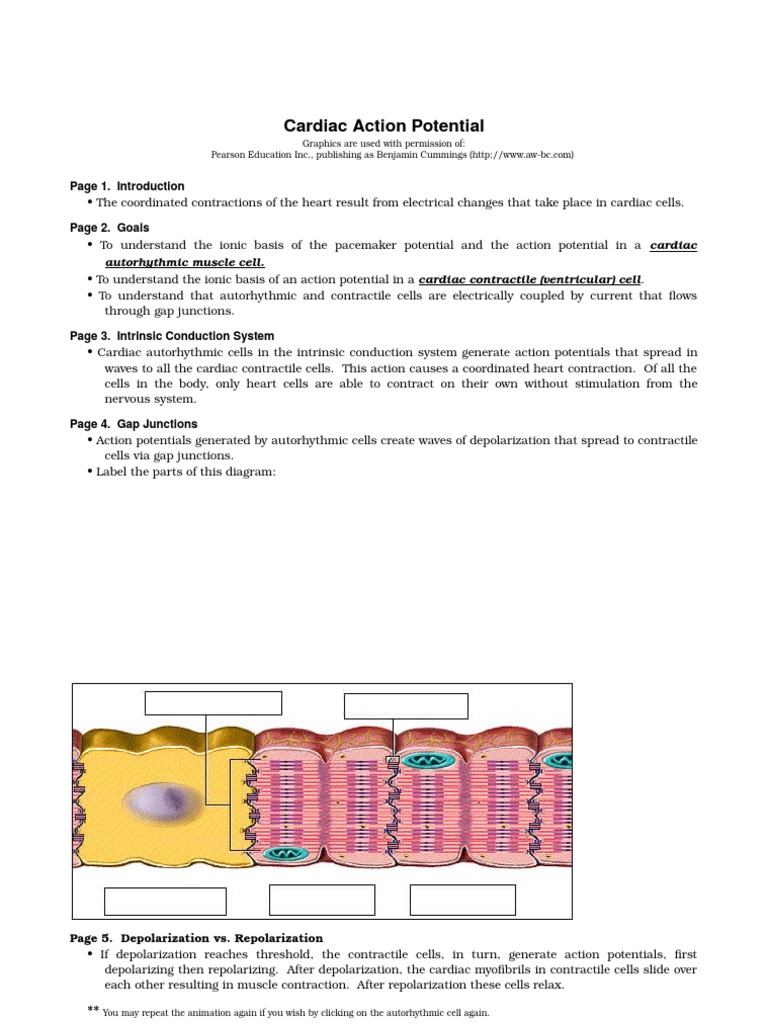 Cardiac Action Potential | PDF | Home & Garden | Wellness