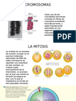 Mitosis y meiosis