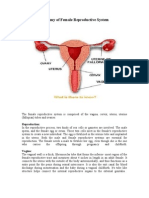 Anatomy of Female Reproductive System