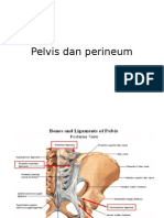 Anatomi Pelvis dan Perineum