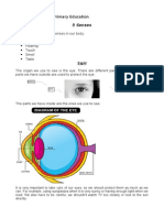 Bilinguismo Science 3primary Senses