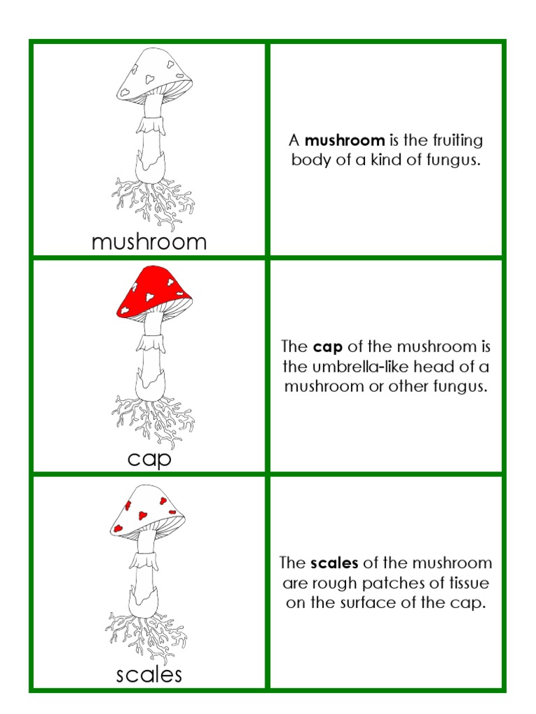 Parts of A Mushroom Definitions