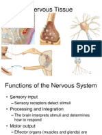 CH 14 Nervous Tissue