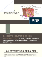 Estructura y capas de la piel humana